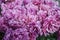 Bunch of tulip flowers close up for background, flowerbed untypical macro, many petails bright colored