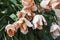 Bunch of tulip flowers close up for background, flowerbed untypical macro, many petails bright colored