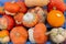 Bunch of turban pumpkins. Many white orange pumpkins top view. Autumn Harvest Halloween