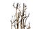 A bunch of twig and dead branches of trees isolated on white background.