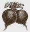 Bunch of two globular beets