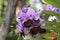 Bunch of two tone color purple and dark purple vanda orchid flower.