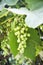 Bunch of unripe grapes. Color image