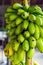 Bunch of unripe green bananas