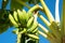 Bunch unripe green bananas growing on plantation. Banana plant