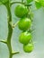 Bunch of unripe oblong green tomatoes in greenhouse, close-up