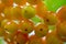 A bunch of unripe viburnum on a branch close up