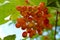 A bunch of unripe viburnum on a branch close up