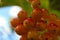 A bunch of unripe viburnum on a branch close up