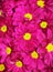 Bunch of Vibrant colour flowers chrysanthemum for background