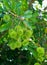 Bunch of Vibrant Green Young Rambutan Fruits on the Tree