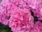 Bunch of vibrant pink color blooming Hydrangea flowers