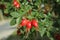 Bunch of Vibrant Red Rose Hip Fruits Ripening in the Sunlight