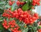 Bunch of vibrant red wild berries with green leaves