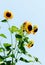 A bunch of vibrant small and thin sunflowers against clear blue sky background