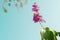 Bunch of violet flowers Lagerstroemia under blue sky with text space