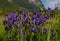 Bunch of violet irises growing in the alpine meadow