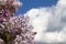 Bunch of violet lilac flower on the background of blue sky with clouds. Selective focus