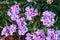 Bunch of violet small flowers azalea in the spring