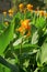Bunch of Vivid Canna Lily Flowers Among Green Foliage