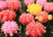 Bunch of Vivid Color Mini Cactus Plants, Closed up