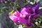 Bunch of vivid pink color Bougainvillea flower
