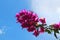 Bunch of vivid pink color Bougainvillea flower against sunny blue sky