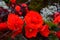 Bunch of vivid red Grapeleaf Begonias