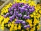 Bunch of vivid yellow and violet blooming Pansy flowers