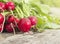 Bunch of Wet fresh radishes, gardening