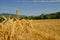 a bunch of wheat ears on the background of a harvested field