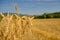 a bunch of wheat ears on the background of a harvested field