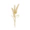 Bunch of wheat ears or sheaf of spikelets hand drawn with contour lines on white background. Cultivated cereal plant