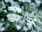 Bunch of White Achillea Nobilis Flowers Blooming