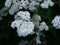 Bunch of White Achillea Nobilis Flowers Blooming