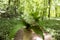 Bunch of white allium ursinum herbaceous flowers and leaves in hands in hornbeam forest, amazing springtime greenery