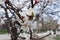 Bunch of white apricot flowers in spring