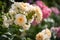 Bunch of white apricot orange rose blossoms on blurred natural summer background