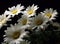 A bunch of white daisy flowers on rustic chalkboard table surface, with blur copy space background.