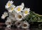 A bunch of white daisy flowers on rustic chalkboard table surface, with blur copy space background.