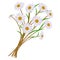 A bunch of white daisy flowers with yellow buds drawing. Side view. Cartoon  illustration.