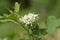 Bunch of white eggplant flower