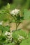 Bunch of white eggplant flower