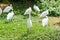 A bunch of white egrets standing in wetland