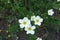 Bunch of white flowers of Dasiphora fruticosa