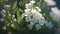 a bunch of white flowers with green leaves in the middle of them and a blurry image of the flowers in the back of the picture