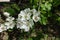 Bunch of white flowers of pear in April