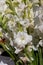 Bunch of white Gladiolus