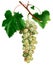 Bunch of white grapes