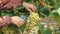 Bunch of white grapes being cut